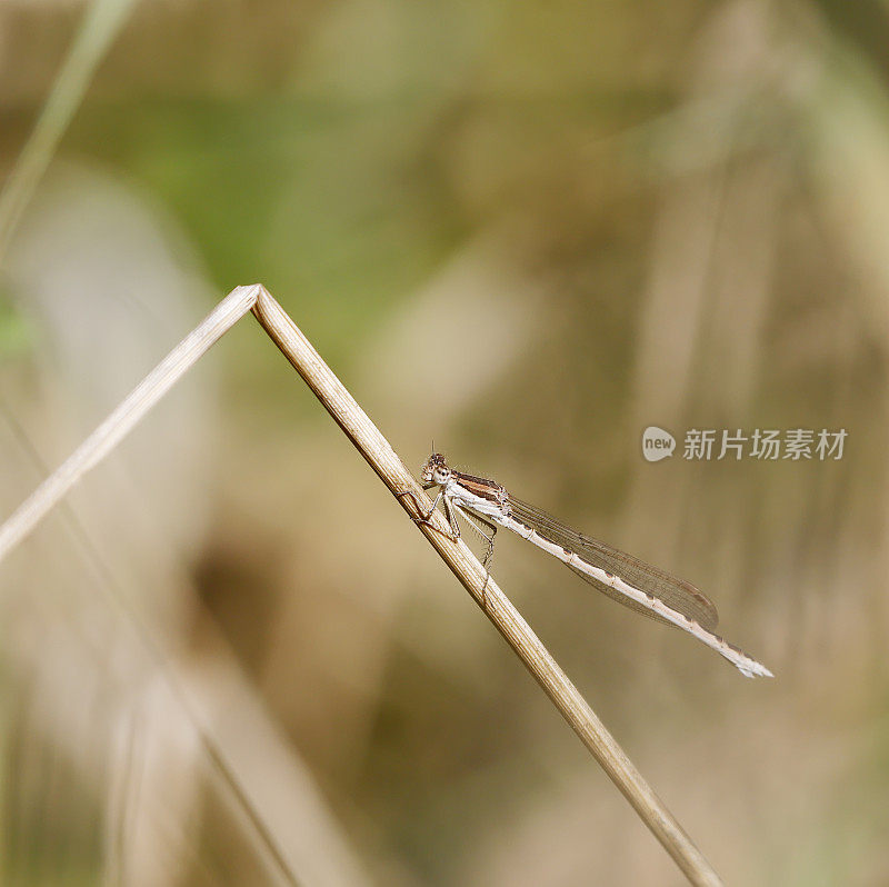 普通冬青雀(fusecma fusca)